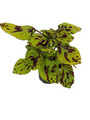 Paletblad 'Coleus' 12 cm potte